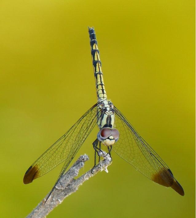 Dragonflies of Rhodes Island (Greece)  -NEW-